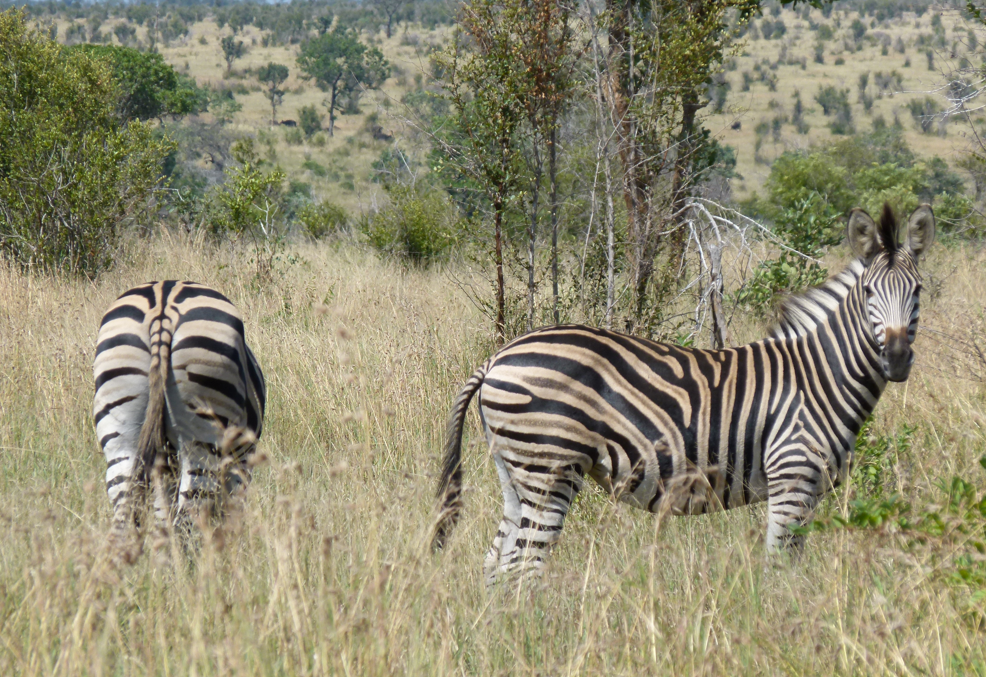 Twee zebra's in het hoge gras, de ene graast, de andere kijkt naar de camera.