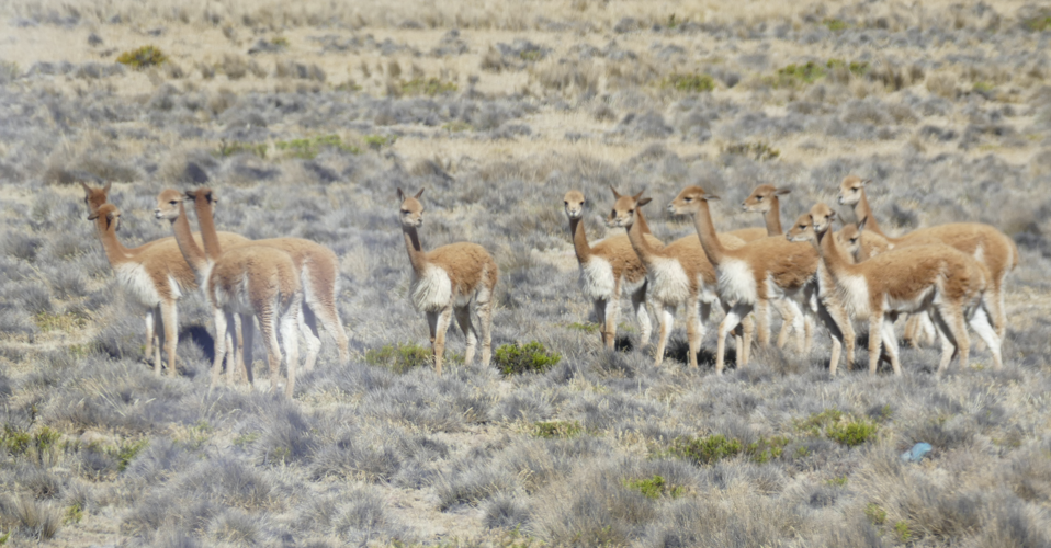 Een kudde vicuña's graast in een droog, grasrijk landschap. Beige en bruine vacht, staand.