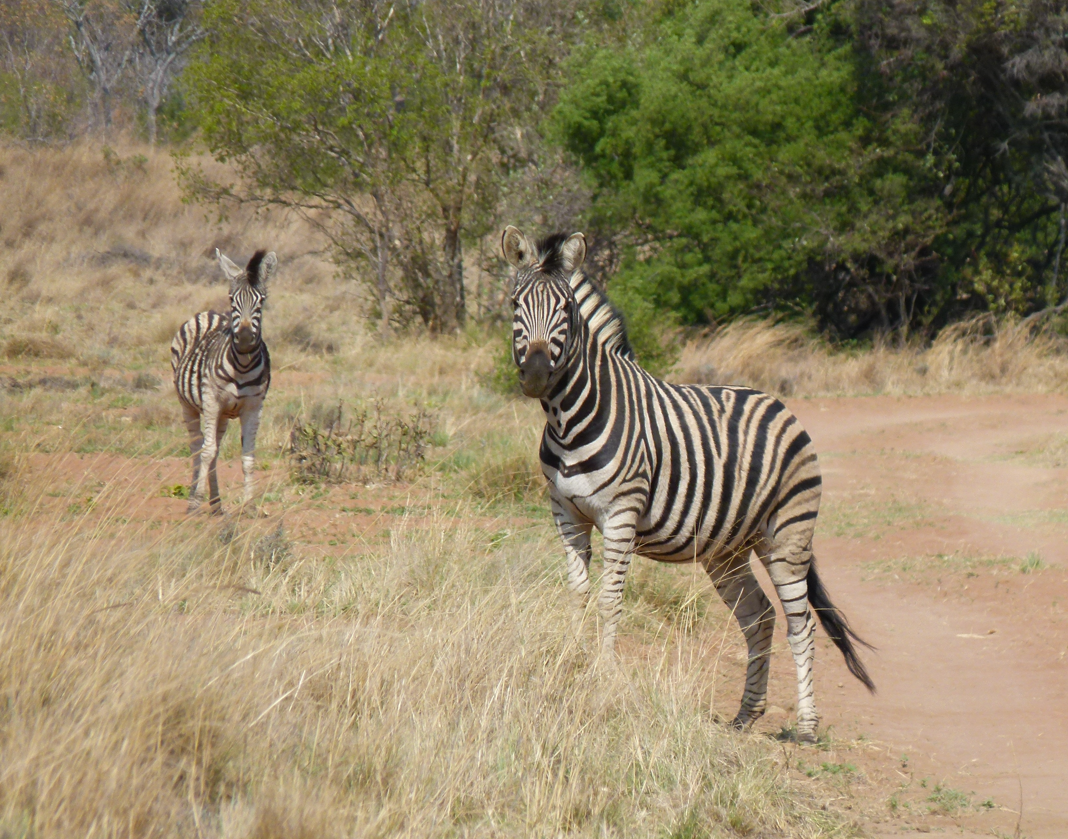 Twee zebra's staan ​​in een droog, grasrijk veld met een zandpad. De ene kijkt naar de camera, de andere naar links.