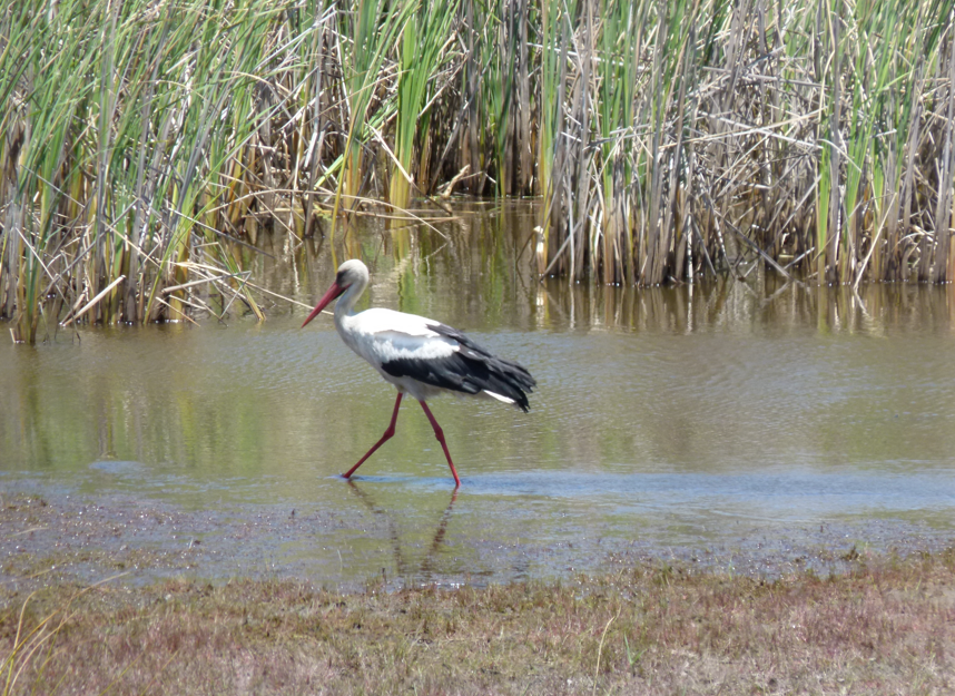Een witte ooievaar waadt in ondiep water met riet op de achtergrond.