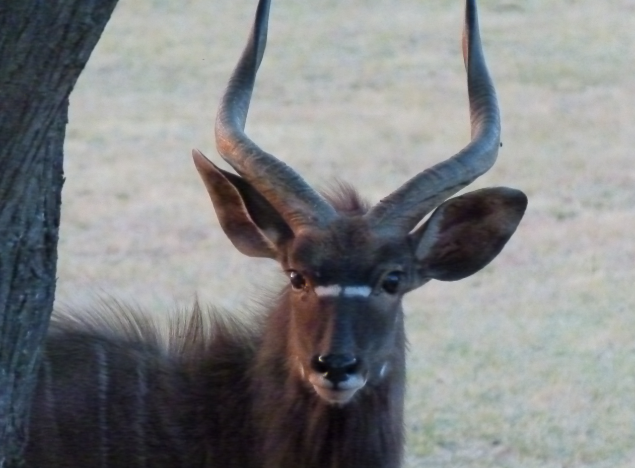 Een nyala-stier met grote, spiraalvormige hoorns, kijkt in de camera bij een boomstam.