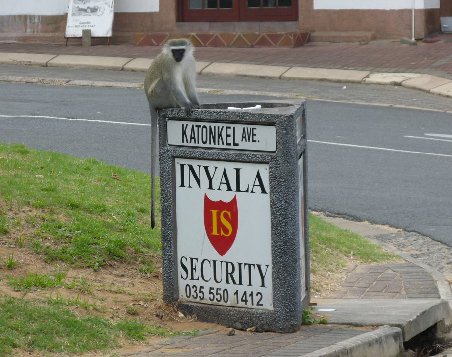 Een aap zit bovenop een beveiligingsbord met een telefoonnummer in Zuid-Afrika.