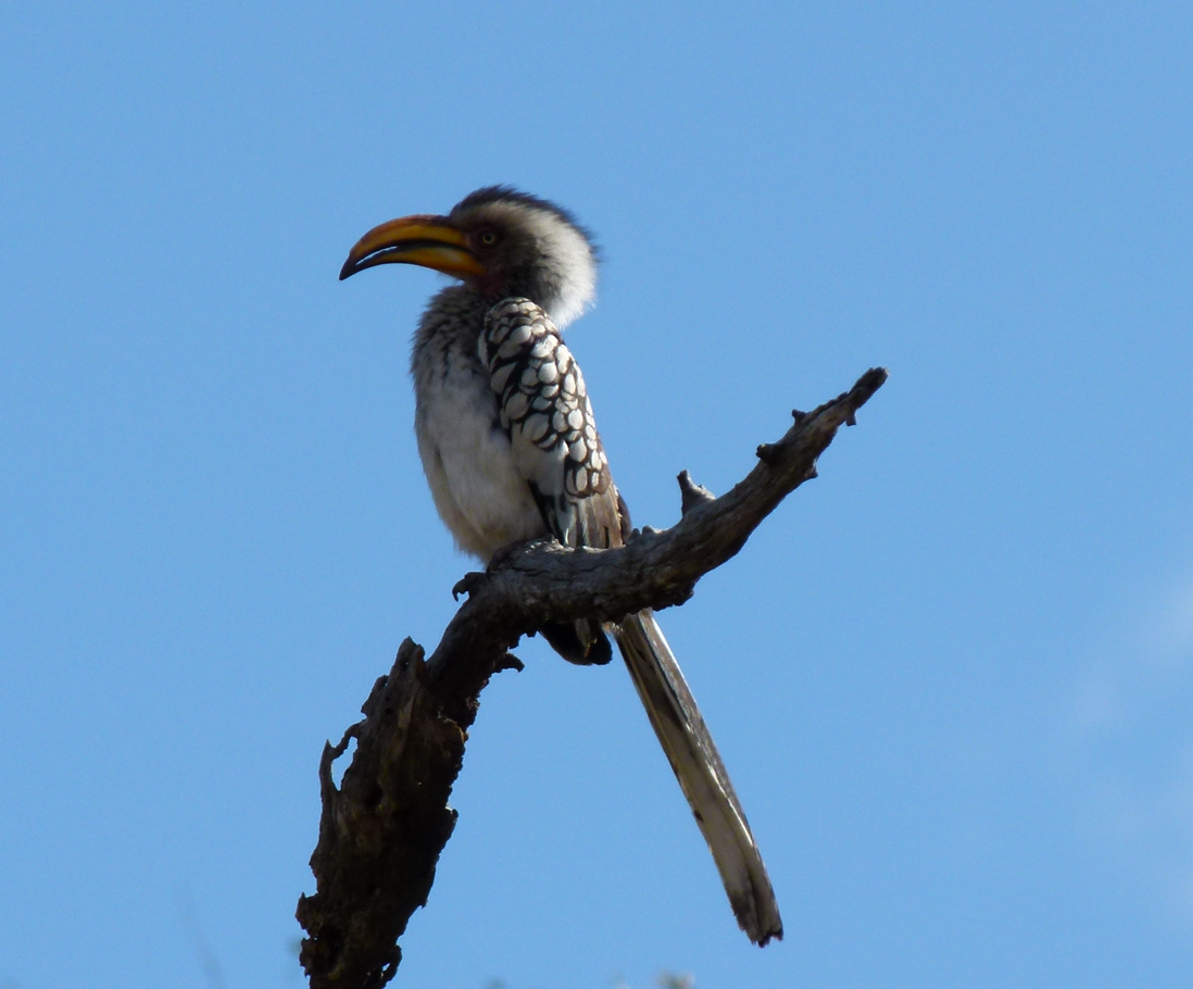 Een geelsnavelhoornvogel zit op een kale tak tegen een blauwe hemel.