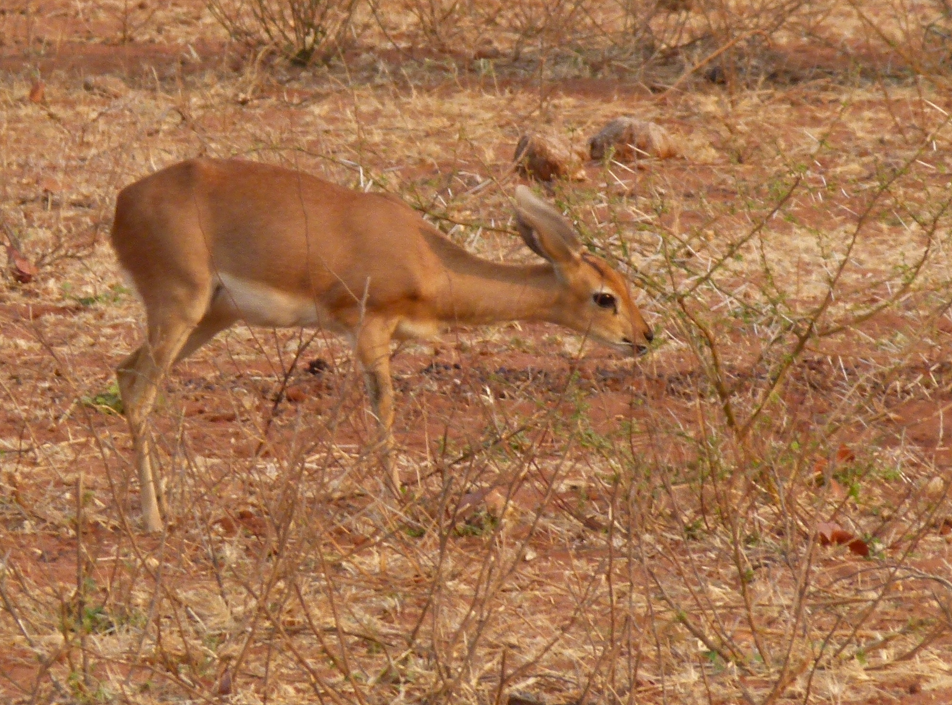 Een kleine, bruine steenbok graast op de schaarse vegetatie in een droog, roodbruin landschap.