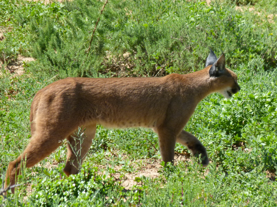 Caracal, een kat met een lichtbruine vacht, loopt door groen gras en tussen de planten.