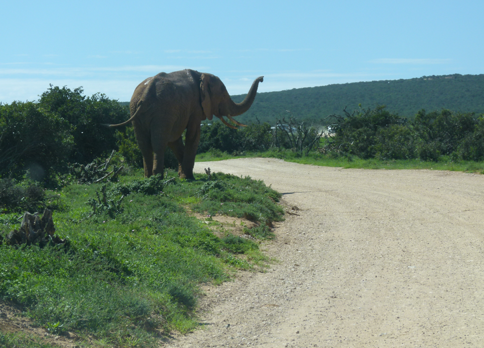 Addo Elephans park - Een olifant staat voor ons naast de onverharde weg, met zijn slurf omhoog. 