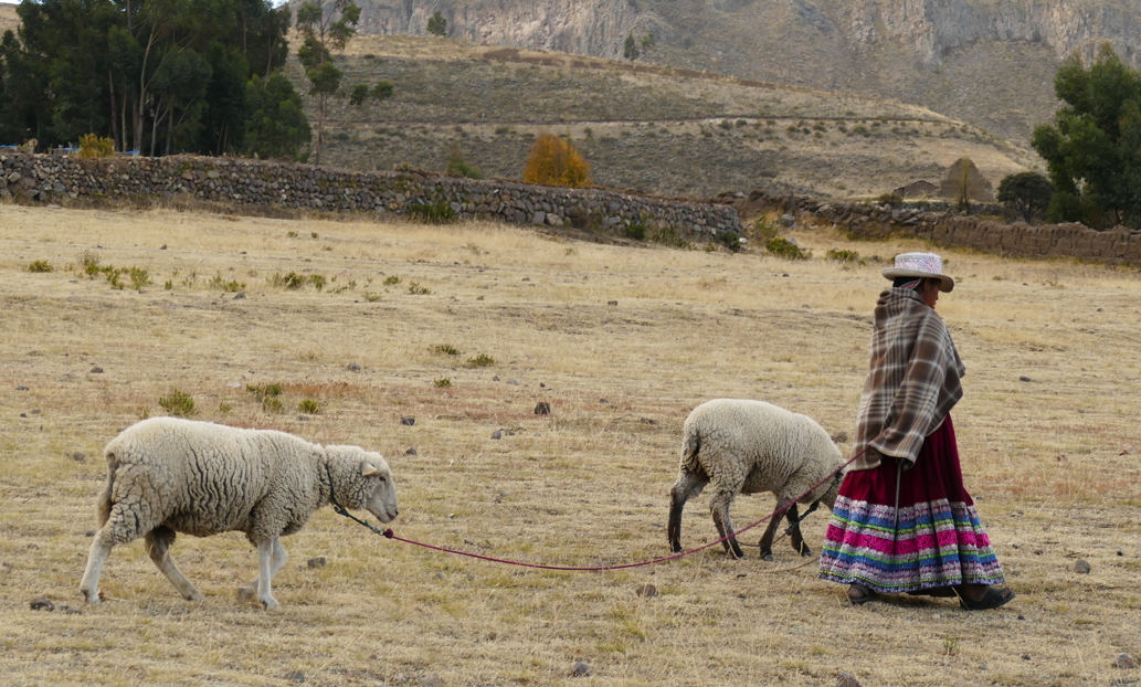 Vrouw in traditionele kleding hoedt twee schapen in een droog, grasrijk veld. Heuvels op de achtergrond.
