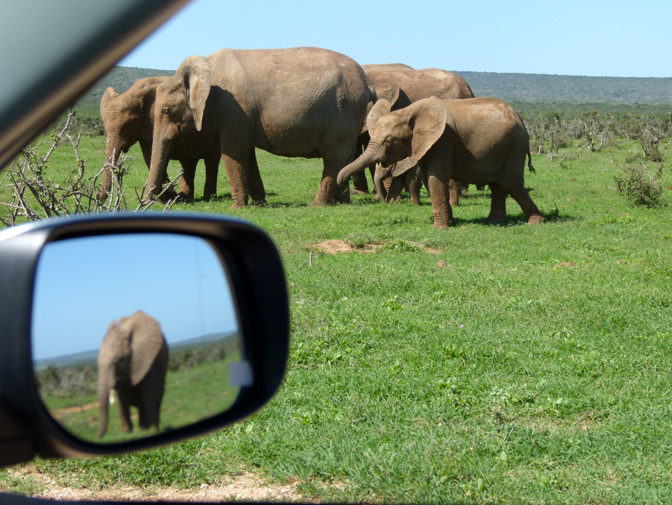 Olifanten die grazen in een grasveld, gezien vanuit de auto. Olifant in de zijspiegel.
