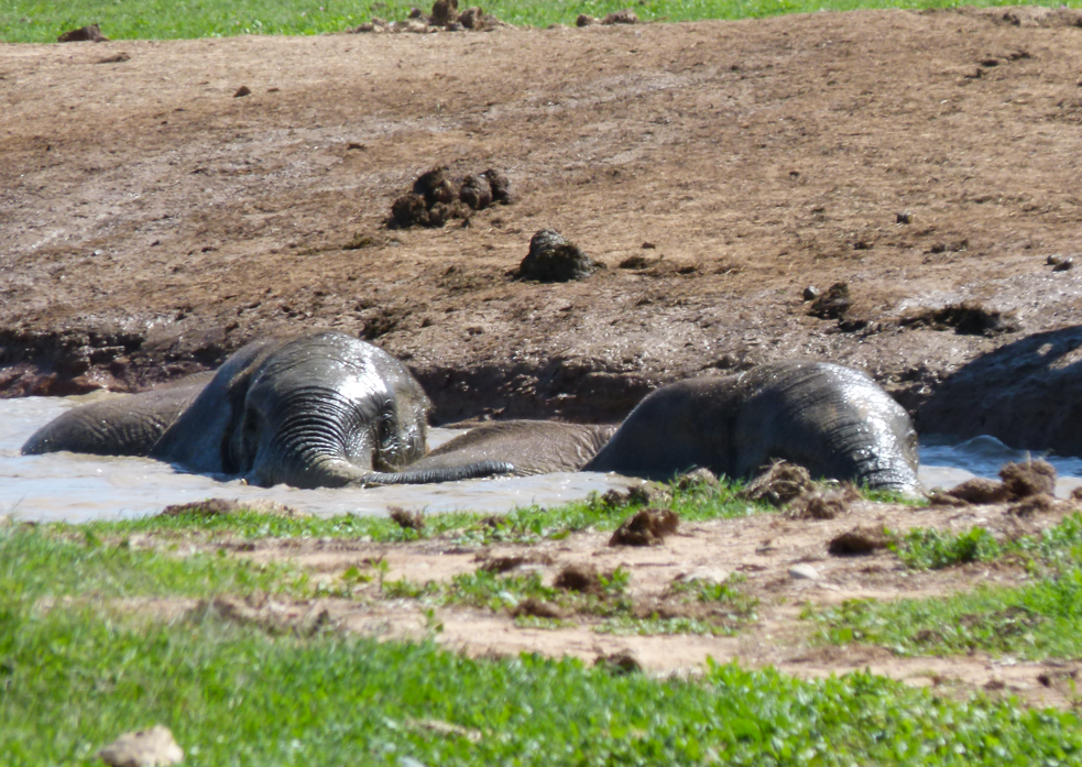 Olifanten wentelen zich in een modderpoel, met hun koppen onder water. Groen gras op de voorgrond.