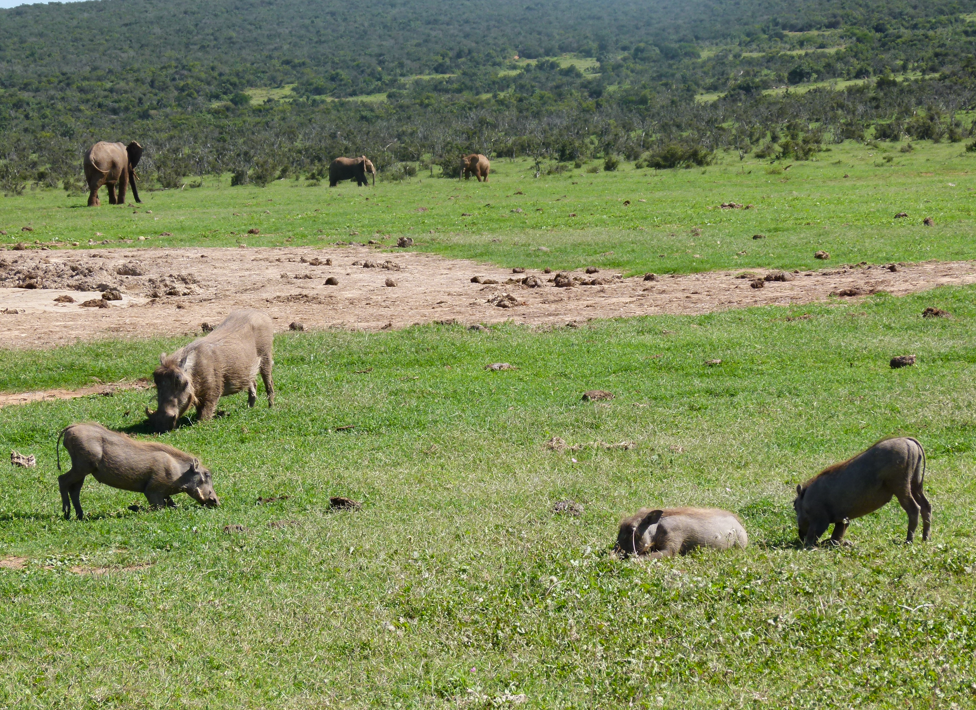 Wrattenzwijnen grazen in een grasveld, met olifanten en neushoorns op de achtergrond tegen een decor van groene heuvels.