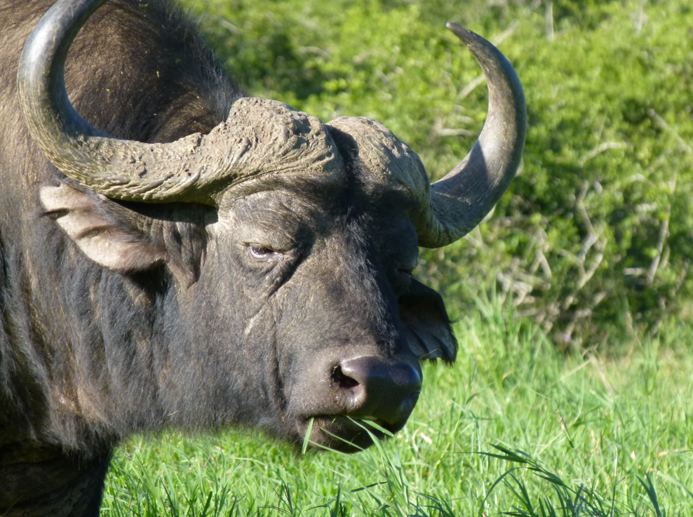 Afrikaanse buffel grazend in een grasveld, donkerbruine vacht, gebogen hoorns, modder op de kop.