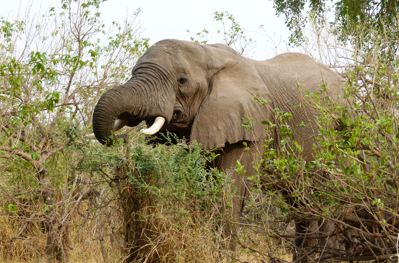 Een olifant eet van een struik, zijn slurf om het groen gekruld; zijn slagtanden zijn zichtbaar.