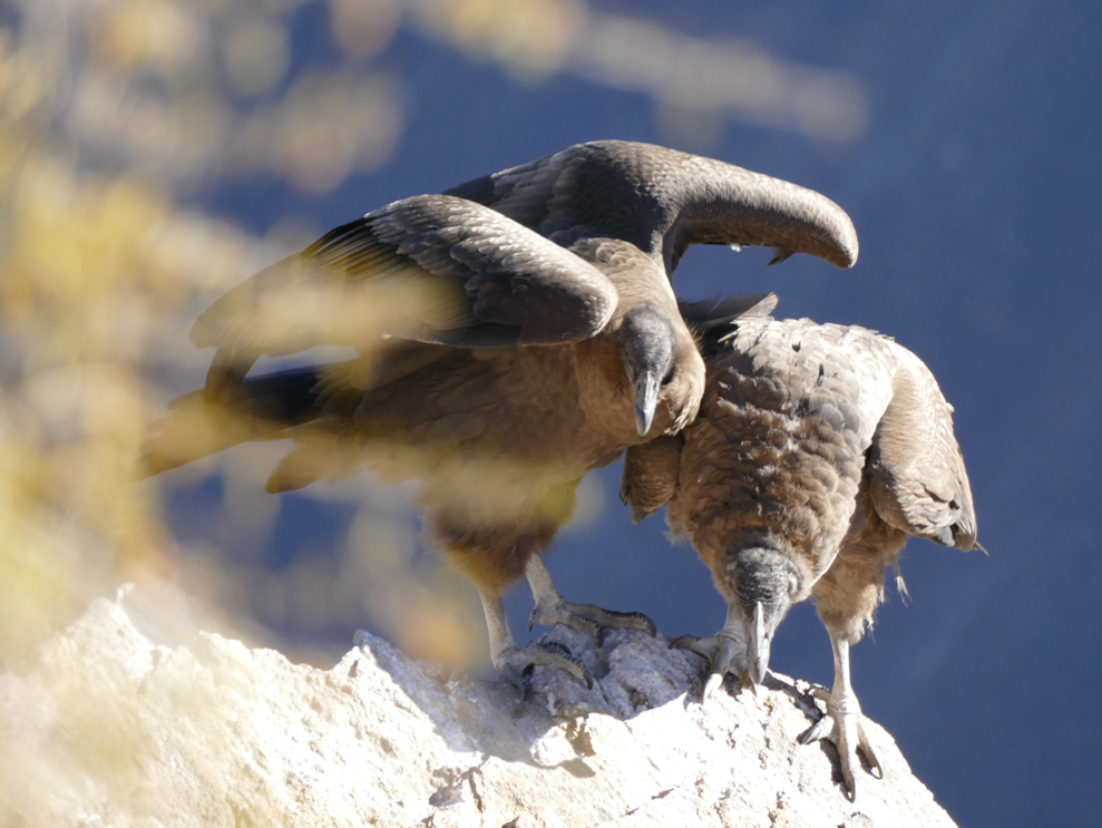 Twee Andescondors zitten op een rots, de ene poetst de andere. Bruin verenkleed, blauwe achtergrond.