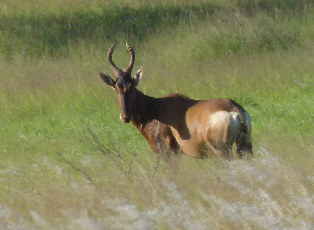 Een rode hartebeest met gebogen hoorns staat in het hoge, groene gras.