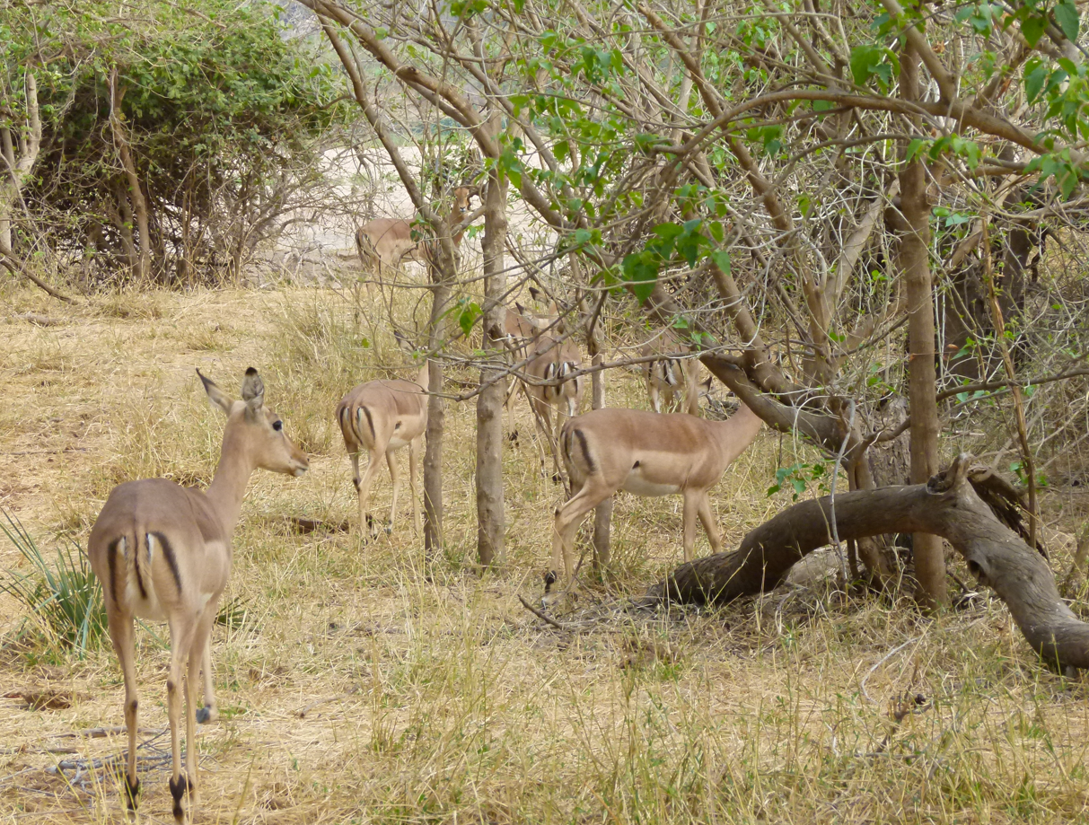 Impala's grazen in een droog, grasrijk landschap tussen de bomen.