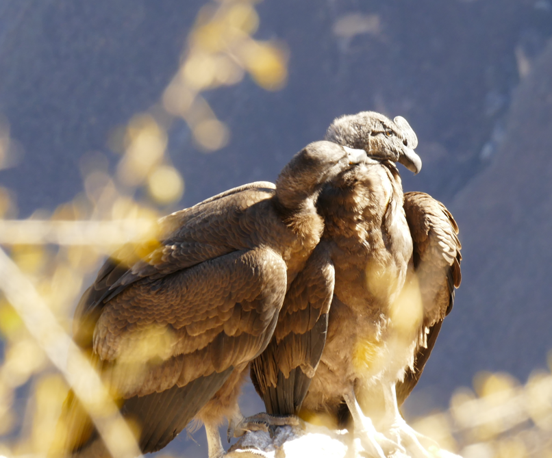 Twee Andescondors zitten op een rots, bruin verenkleed, witte nek, met een wazige bergachtergrond.