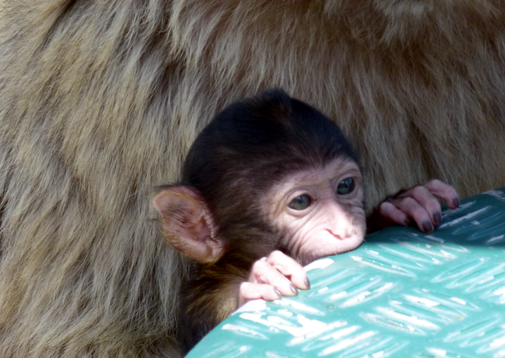 Een babyaapje klampt zich vast aan een turquoise oppervlak en staart voor zich uit. Op de achtergrond is de bruine vacht van een ander dier te zien.