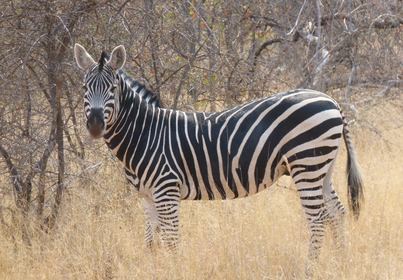 De zebra staat in droog gras, met zijn kop naar voren. Gestreepte vacht, bruin gebladerte op de achtergrond.