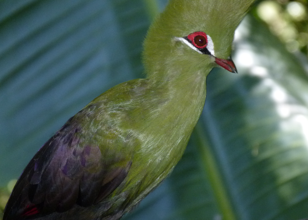 Een groene Knysna-toerako met rode ogen en snavel zit op een tak, gedeeltelijk verborgen door groene bladeren.