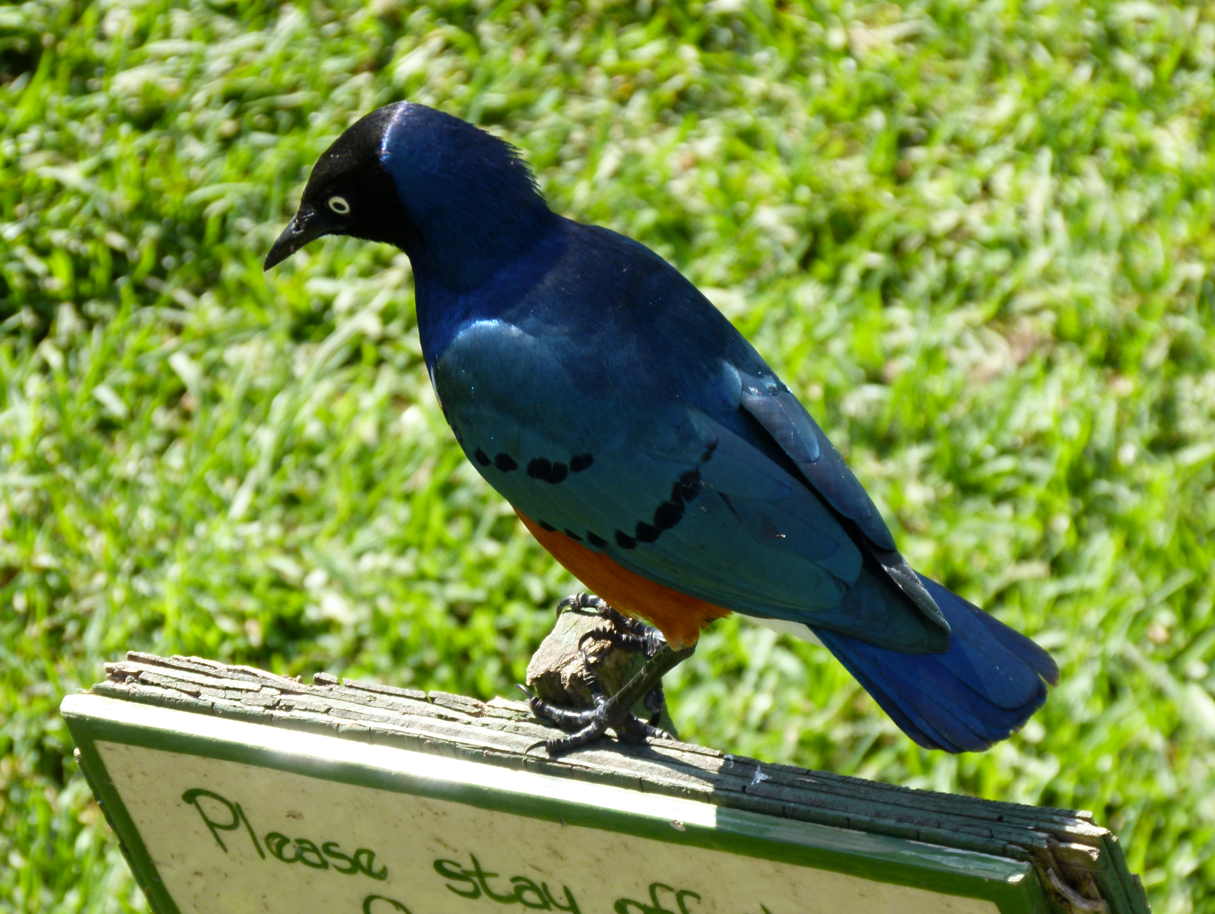 Een blauw-oranje vogel met een zwarte kop zit op een bord.