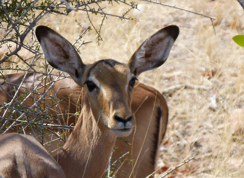 Impala in hoog gras, kijkt vooruit, bruine vacht, grote oren.