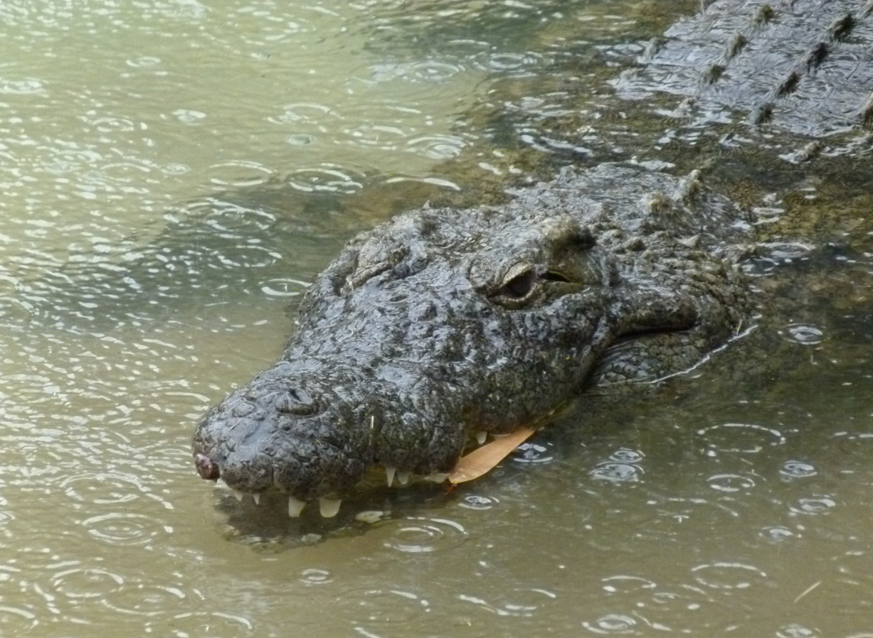 Een krokodil drijft in troebel water, met zichtbare schubben en tanden.