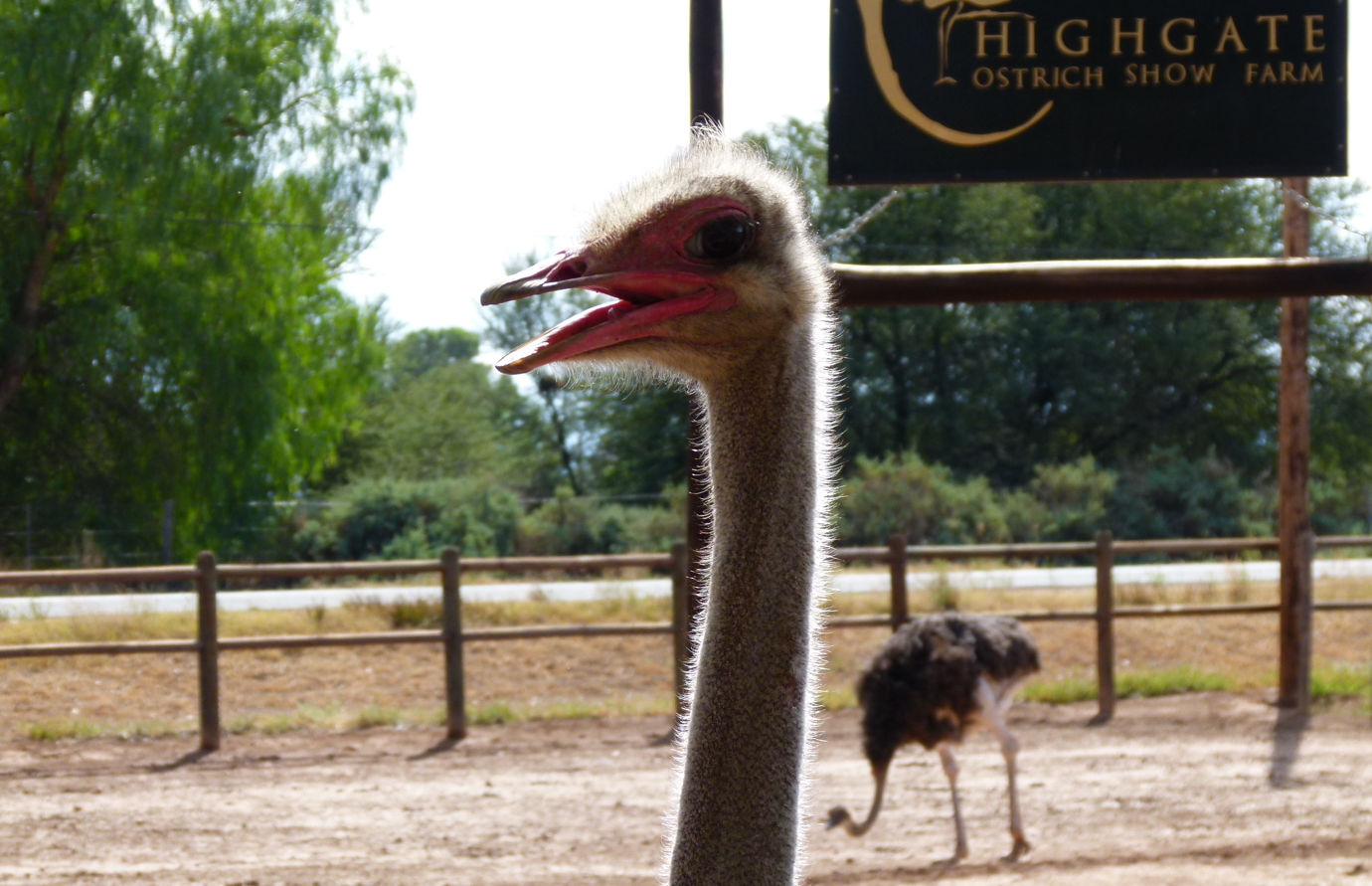 Struisvogel met open bek op de Highgate Ostrich Show Farm; een andere struisvogel op de achtergrond. Zonnige dag.
