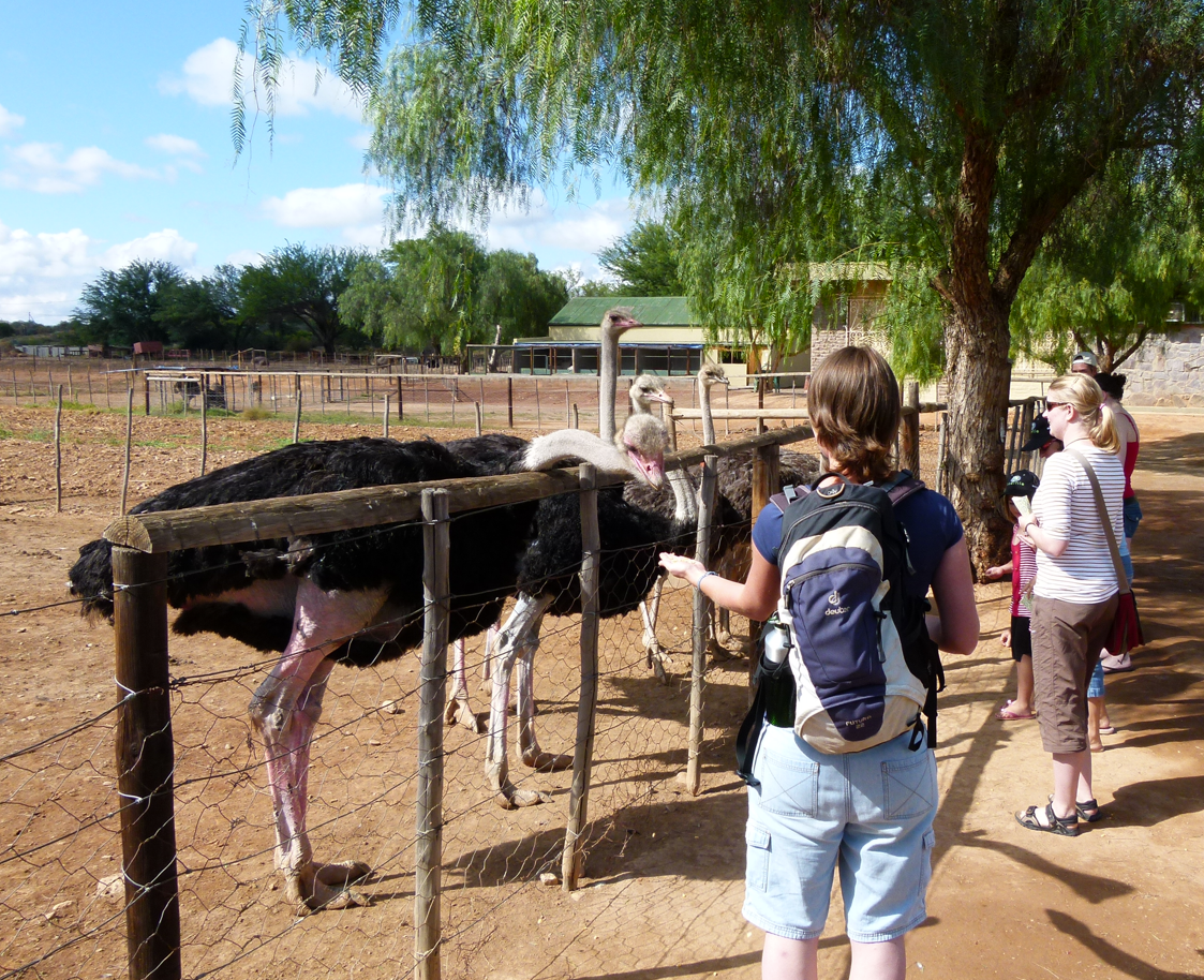 Oudshoorn-Zuid Afrika - Struisvogels  eten uit de hand - buitenomgeving