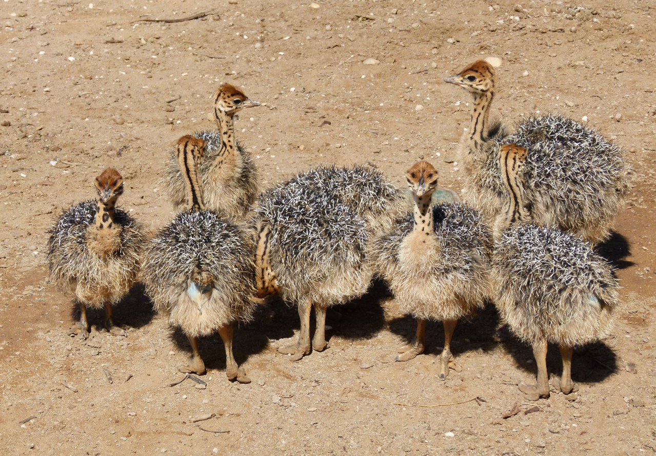 Een groepje pluizige struisvogelbaby's op een stoffige ondergrond.