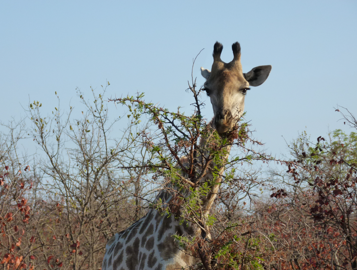 Giraffe eet bladeren van een boom, buiten. Zonnige dag, beige en groene kleuren.