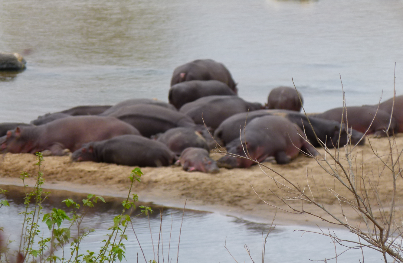 Een groep nijlpaarden rust op een zandbank vlakbij het water.
