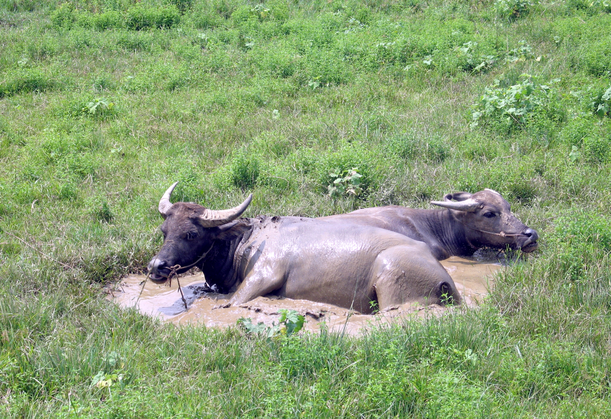Twee waterbuffels liggen te rusten in een modderige plek in een grasveld.