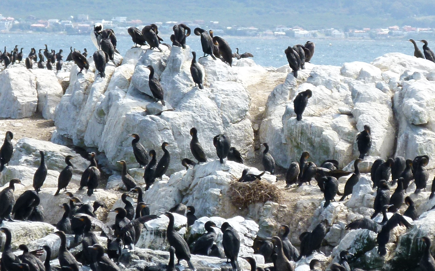 Een kolonie zwarte aalscholvers zit neer op een witte rotsformatie vlakbij de oceaan.