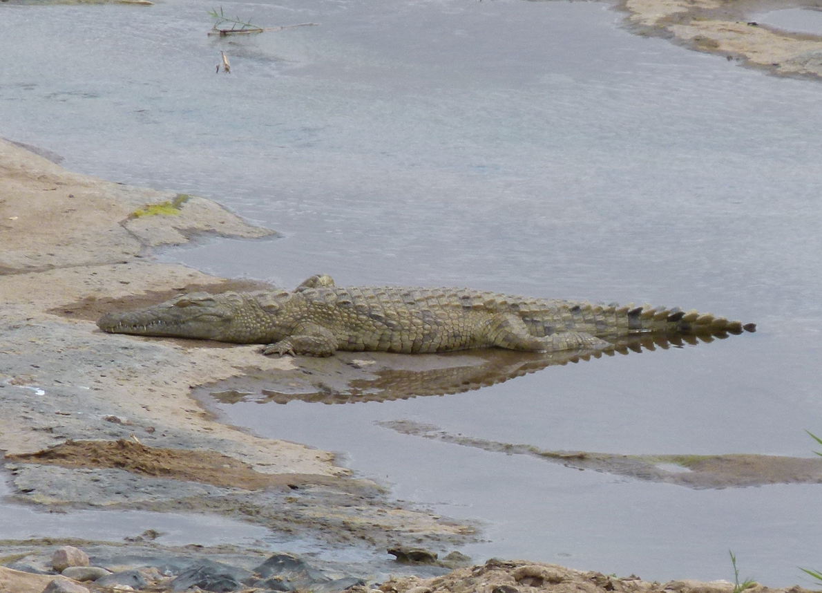 Een krokodil die rust op de modderige oever van een ondiep waterlichaam.