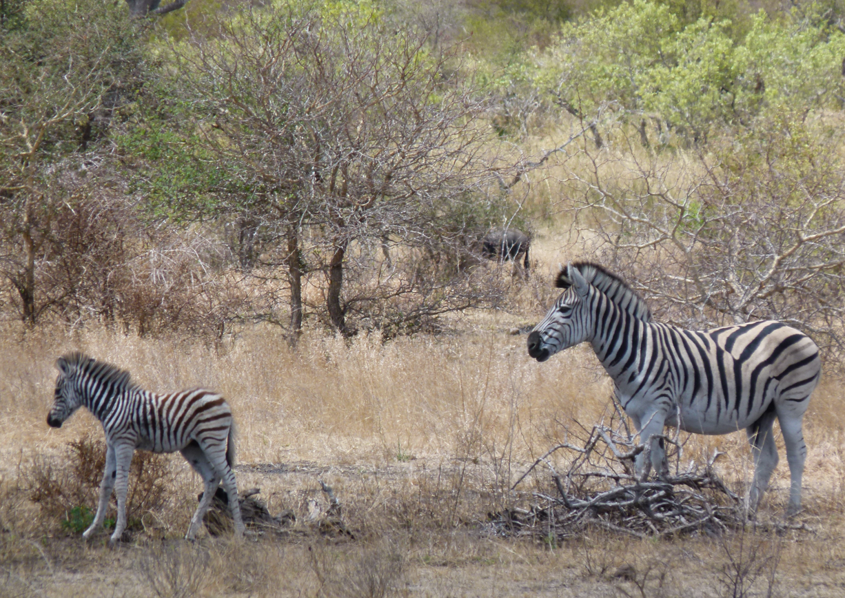 Zebra en veulen in een savanne met droog gras en spaarzame bomen. Op de achtergrond is nog een ander dier te zien.