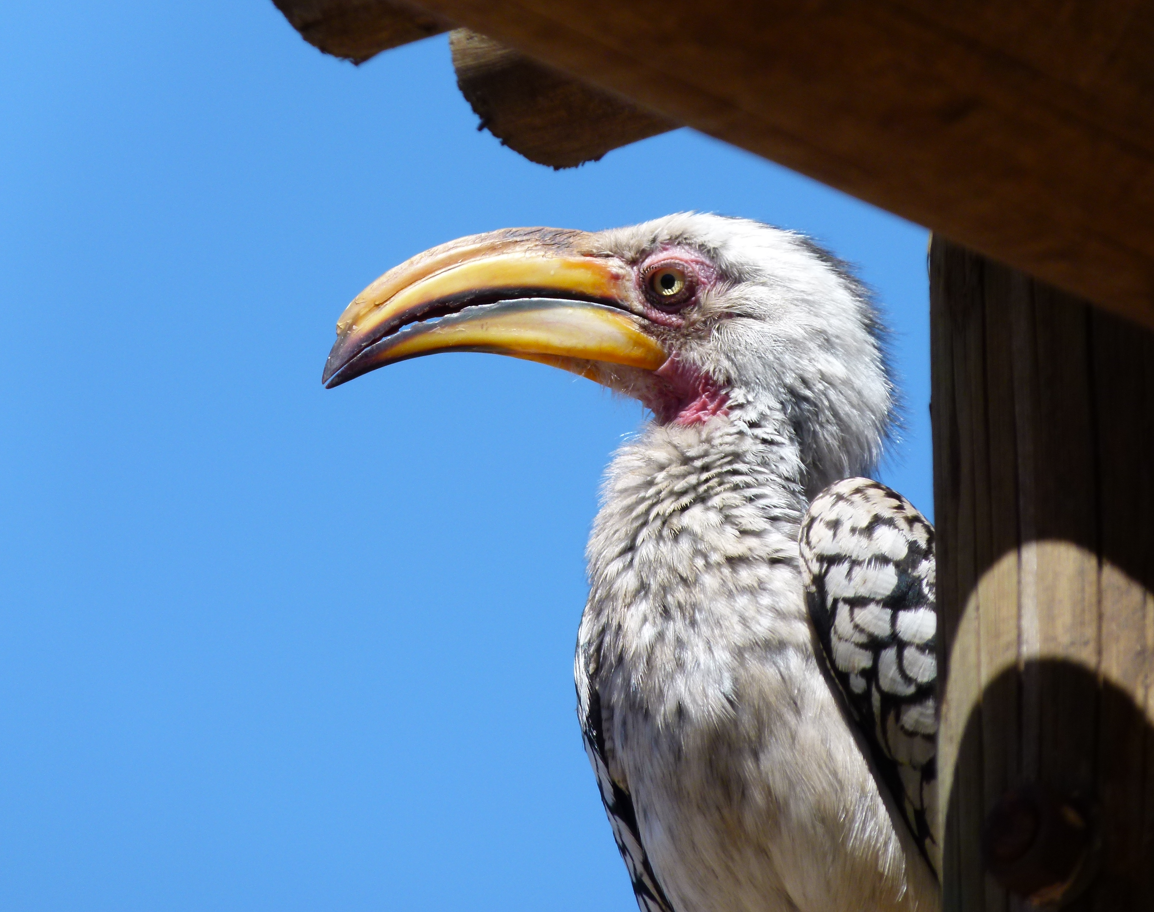 Geelsnavelhoornvogel met een grote gele snavel, zittend in de buitenlucht tegen een blauwe hemel.