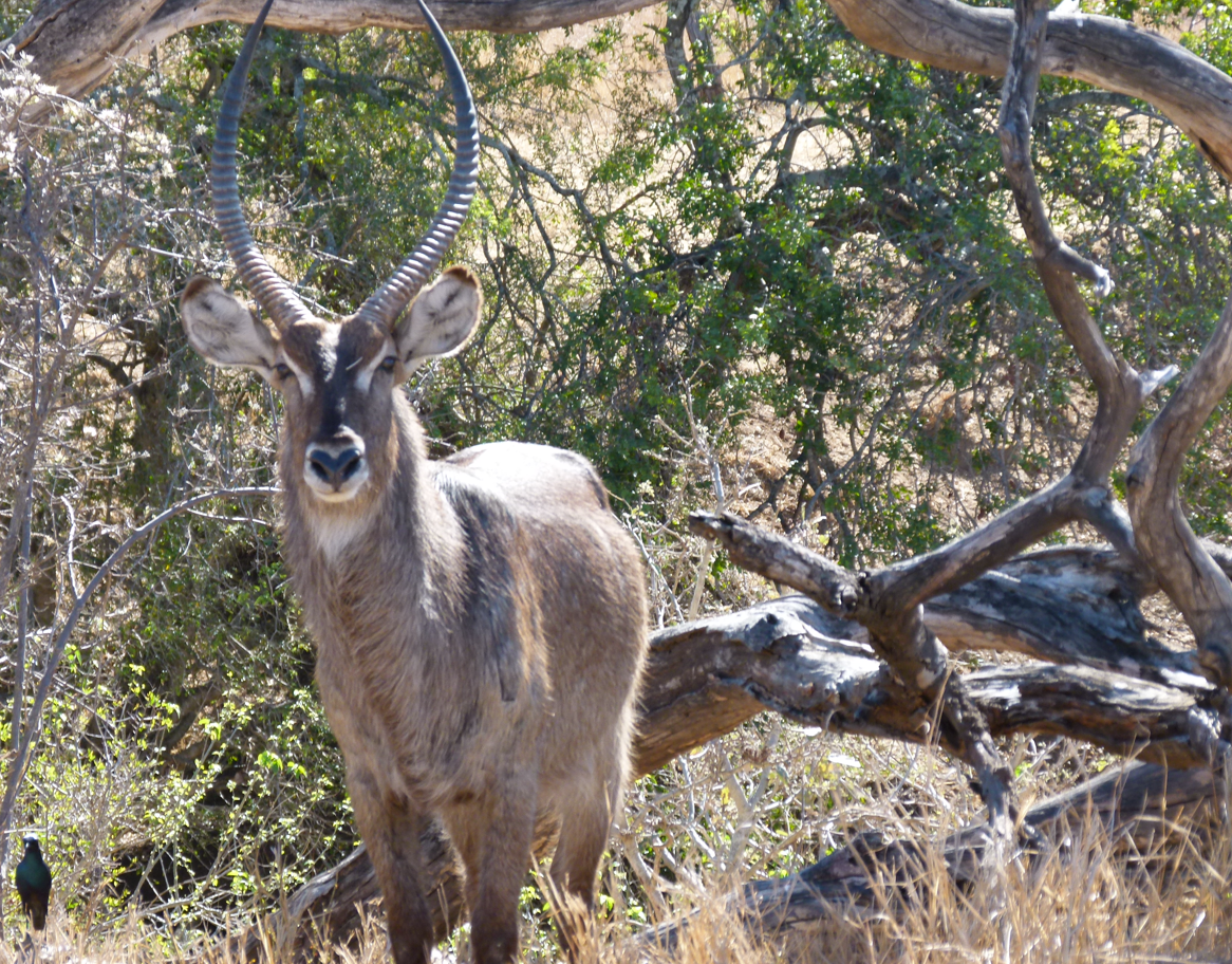 Een waterbok met lange, gebogen hoorns staat tussen de bomen en het struikgewas.