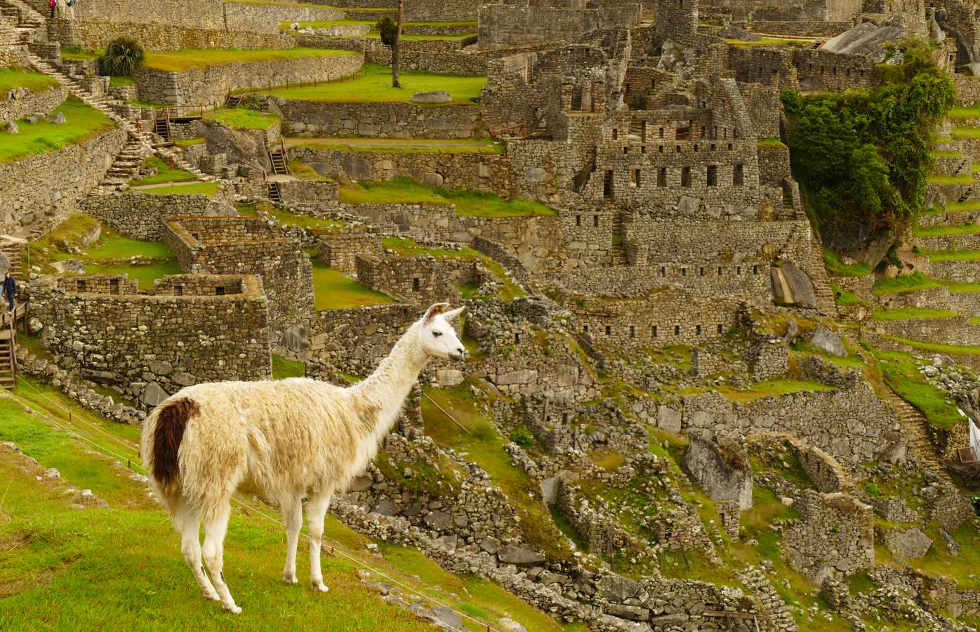 De lama staat op een groene helling, met op de achtergrond de oude stenen ruïnes van Machu Picchu.