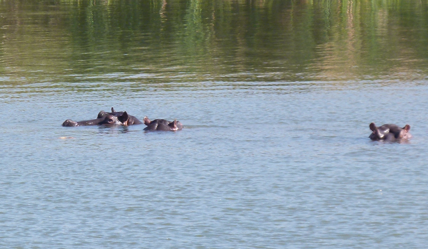 Nijlpaarden zwemmen in een rivier. Sommige zijn onder water en laten hun ogen en oren zien. Lichtblauw water.