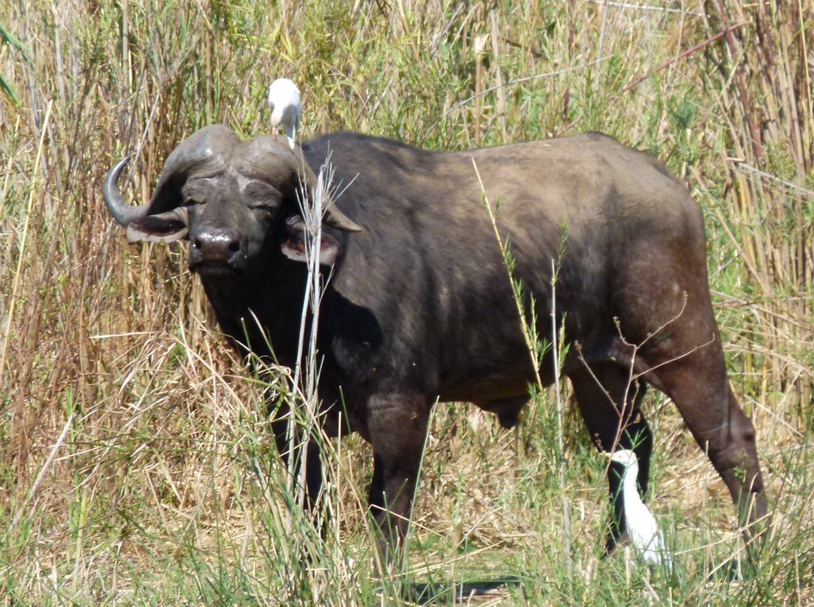 Een Kaapse buffel staat in het hoge gras met een zilverreiger op zijn rug en een andere aan zijn poten.