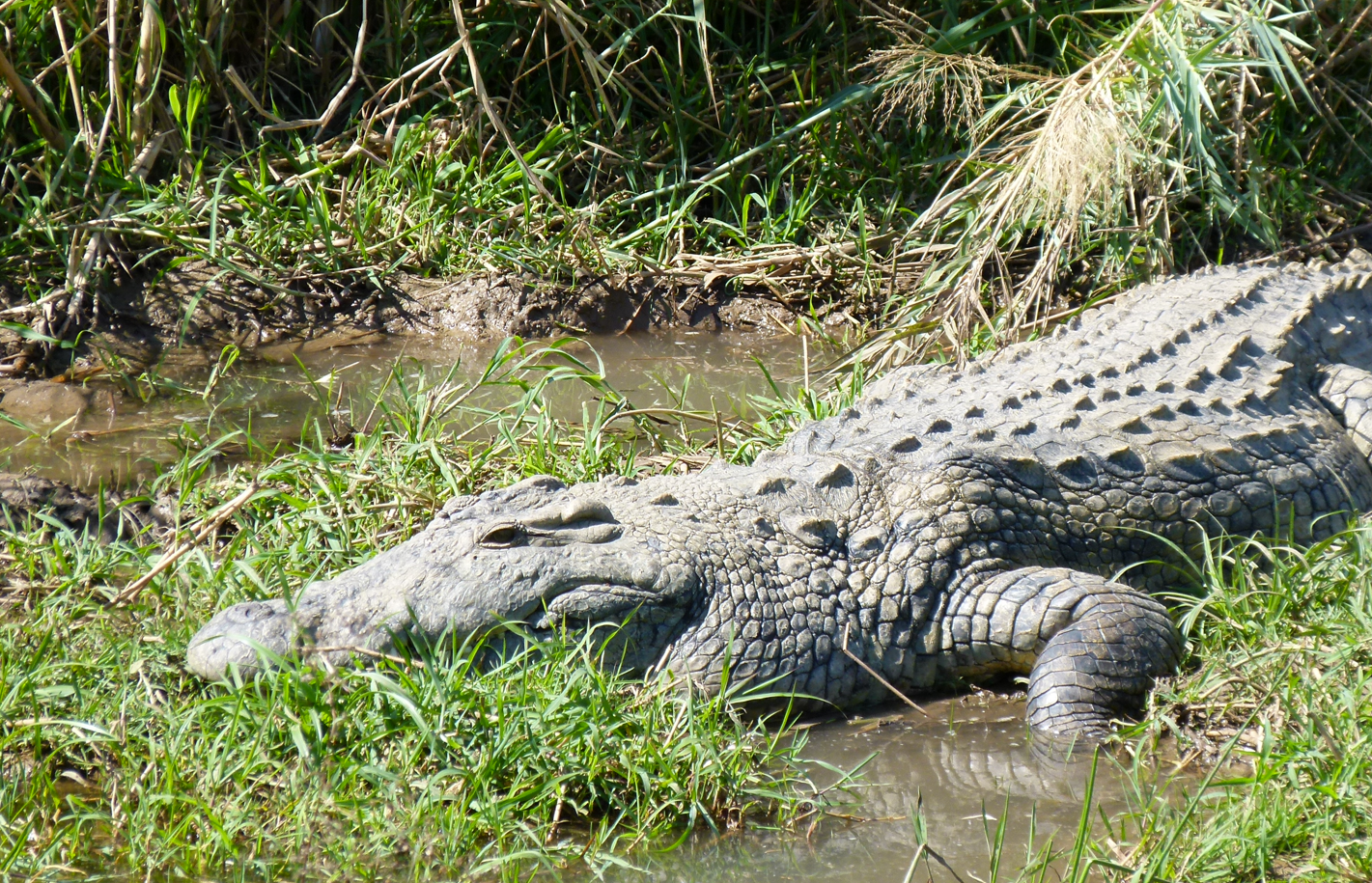 Een krokodil die zich koestert in het ondiepe water en het groene gras.