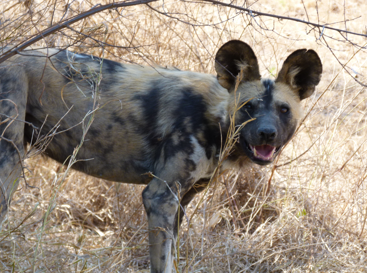 Afrikaanse wilde hond met gevlekte zwarte, bruine en witte vacht; grote oren; open bek; staand in droog struikgewas.