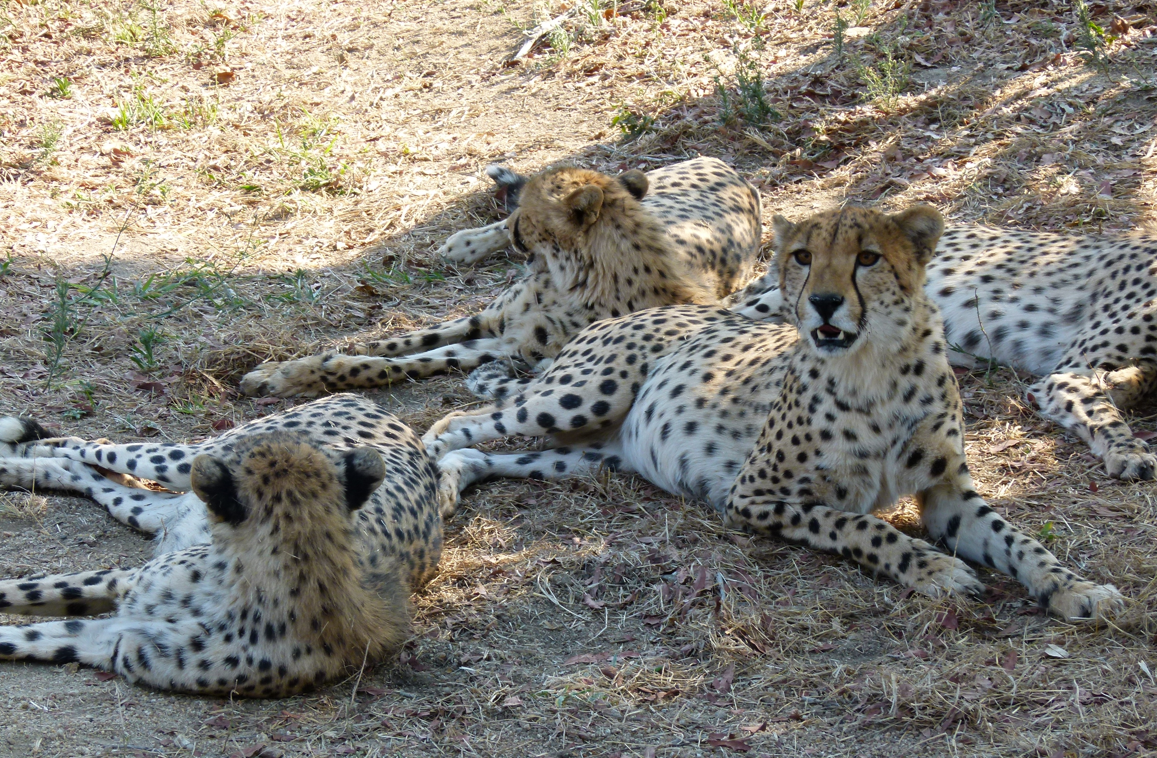 Vier cheeta's rusten op de droge grond, waarvan er één met licht geopende bek naar de kijker kijkt.