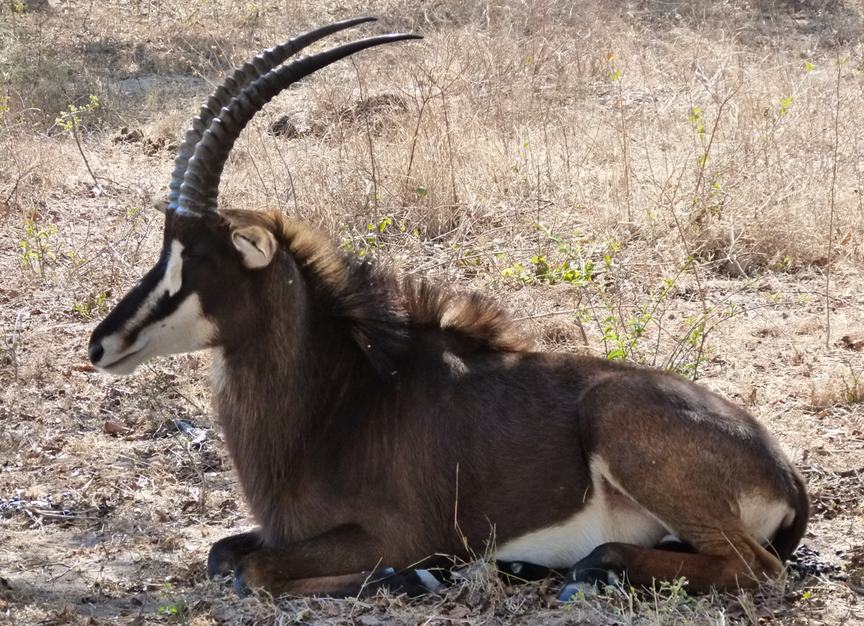 Een sabelantilope met gebogen hoorns en donkerbruine vacht rust op de droge grond.