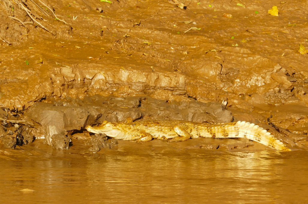 Een krokodil die gedeeltelijk ondergedompeld is in modderig water, waarbij alleen de lichtgele staart zichtbaar is.