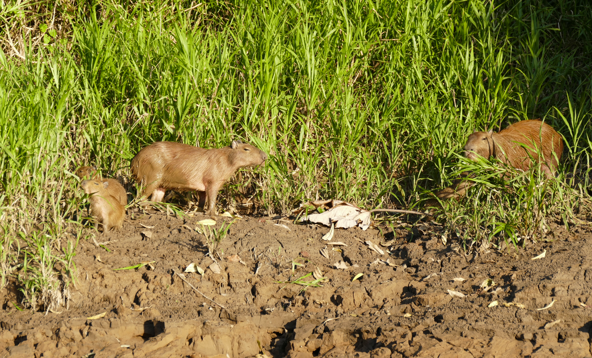 Drie capibara's op een modderige oever bij hoog groen gras.