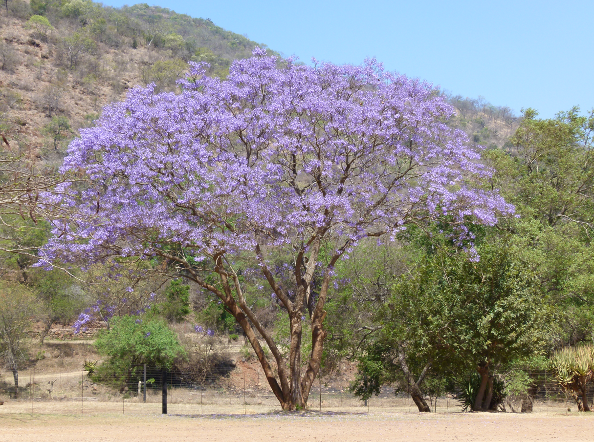 Een jacarandaboom met paarse bloemen in volle bloei, tegen de achtergrond van een heuvel en groen gebladerte.