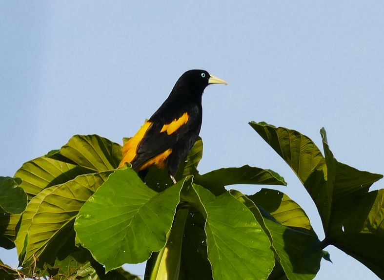 Een zwart-gele vogel zit op groene bladeren, met een blauwe lucht op de achtergrond.