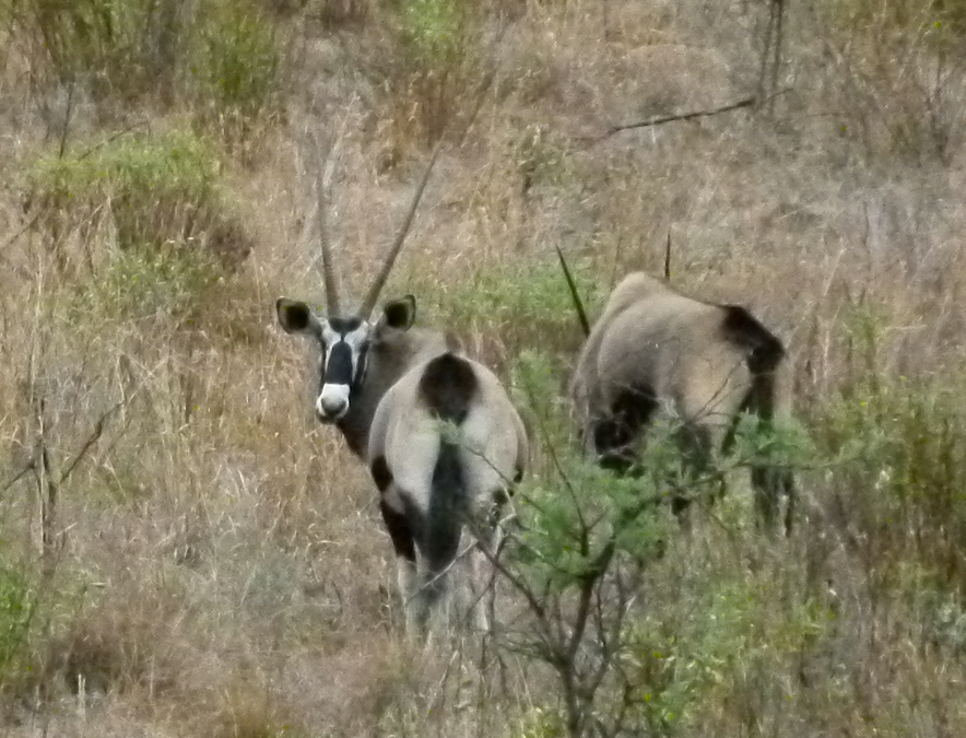 Twee oryxen staan ​​in hoog, droog gras. Eén oryx kijkt in de camera.