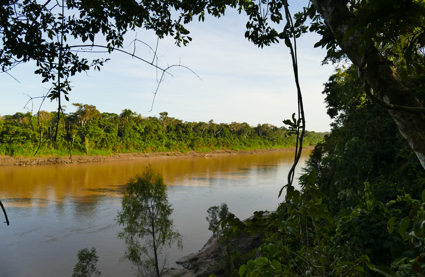 Een rivier die zich een weg baant door een weelderige groene jungle, gezien vanaf een met bomen omzoomde oever.